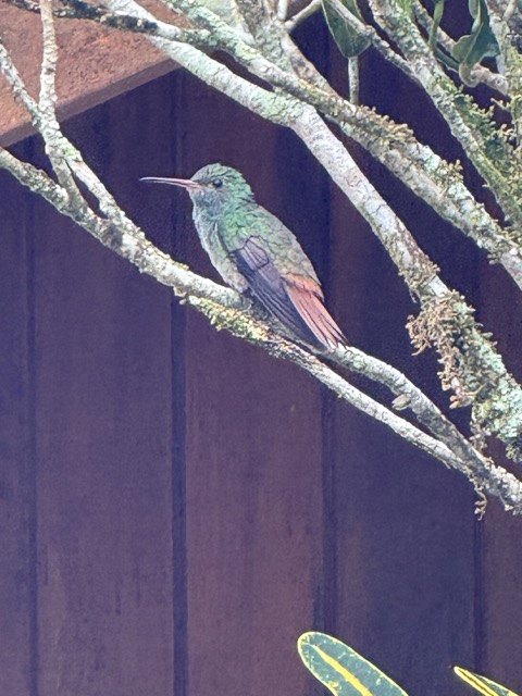 Rufous-Tailed Hummer