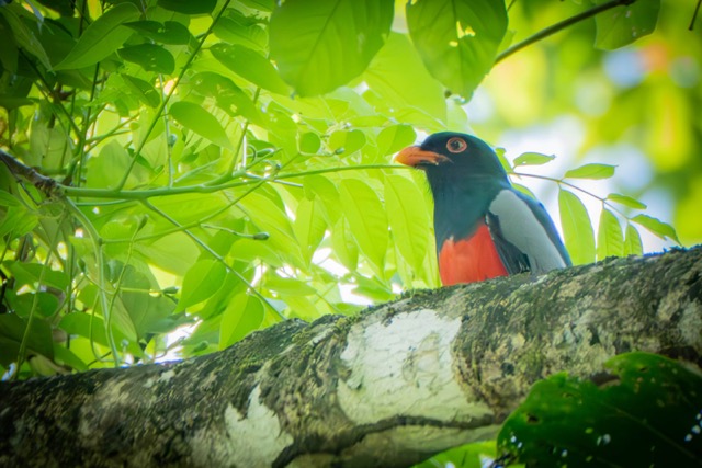 Slaty-Tailed Trogon