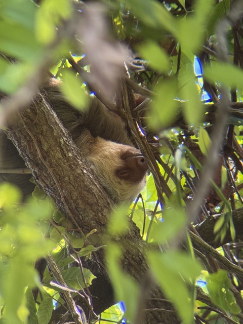 Sloth