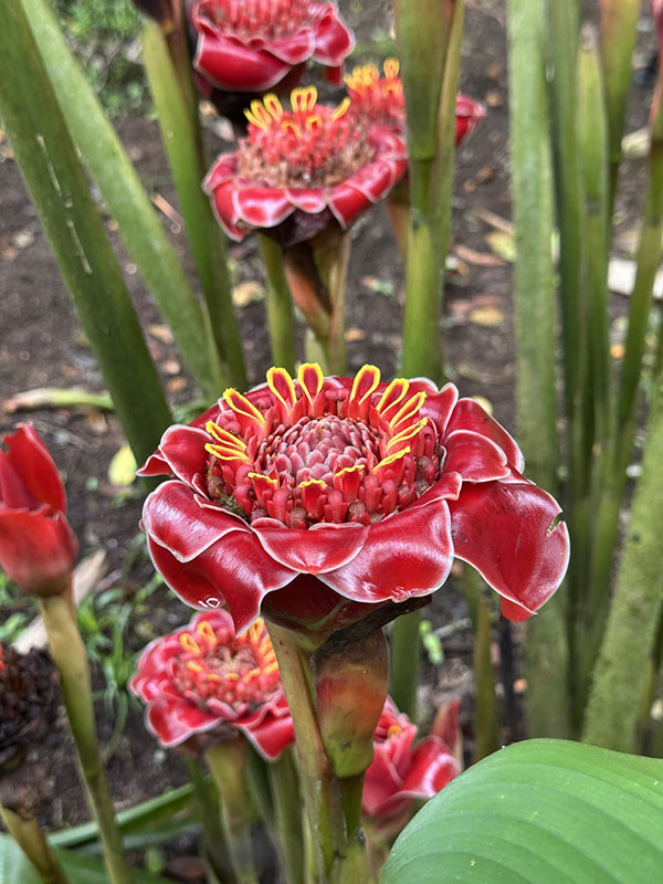 7_Torch Ginger