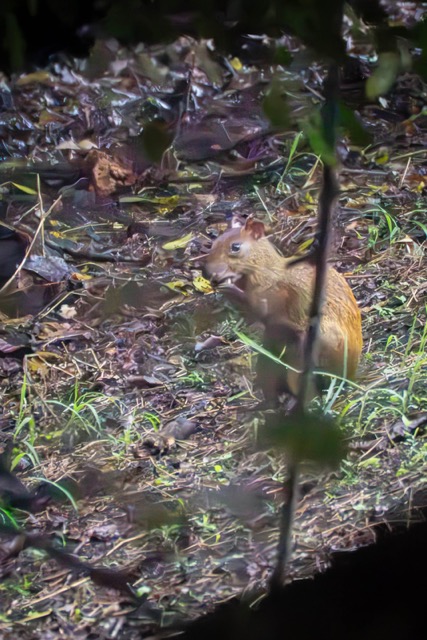 Agoutis