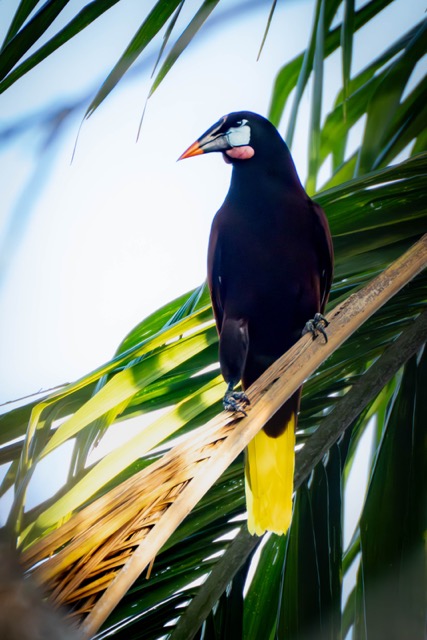 Another Montezuma