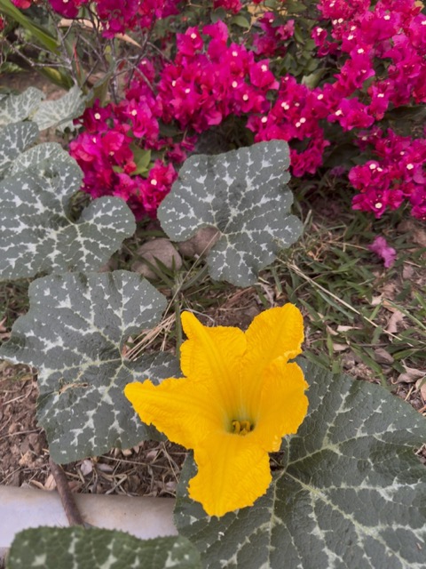 Flowers 2