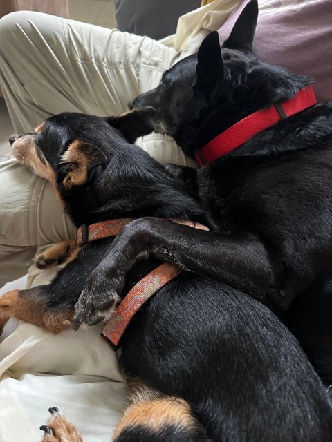Guard Dogs