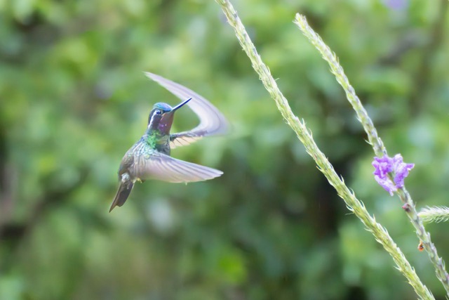 Hummingbird with Blue Porterweed