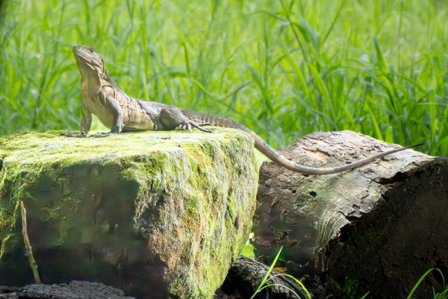 Iguana on Rock