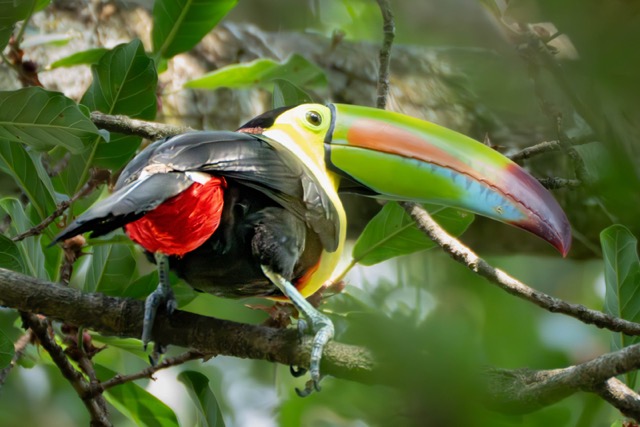 Keel-Billed Toucan Butt Shot