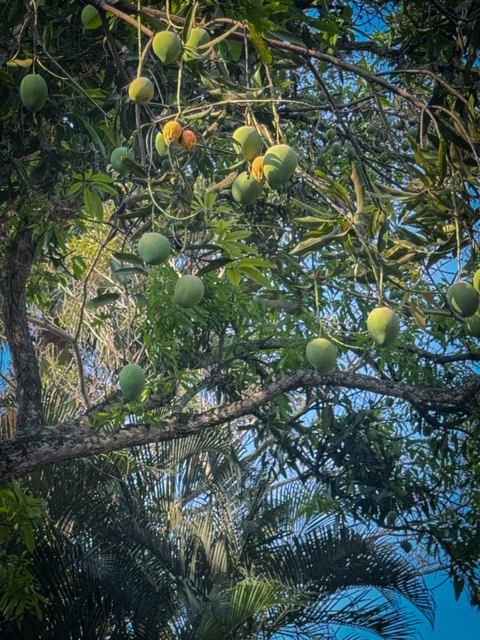 Mango Tree
