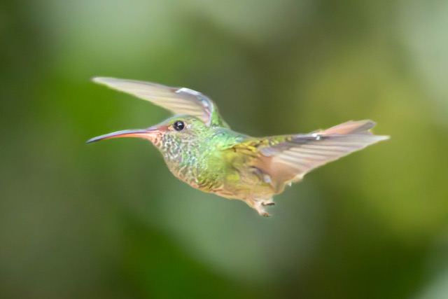 Rufous-tailed Hummingbird 2