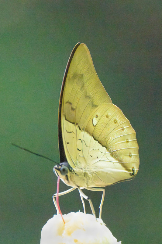 Another One-Spotted Prepona