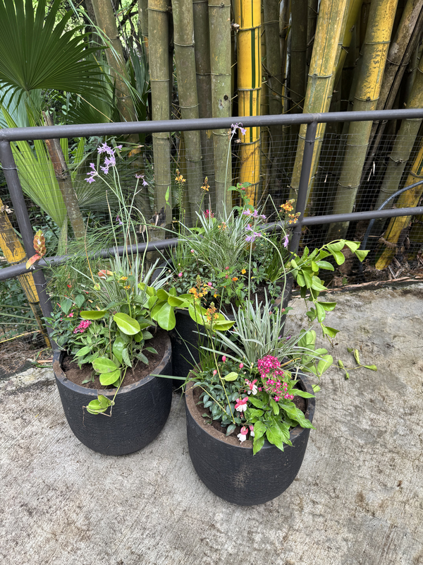 Deck Plants