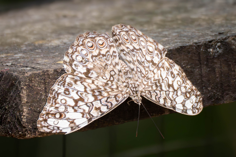Gray Cracker Butterfly