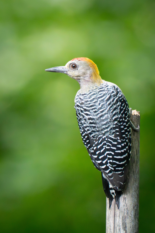 Hoffmann's Woodpecker