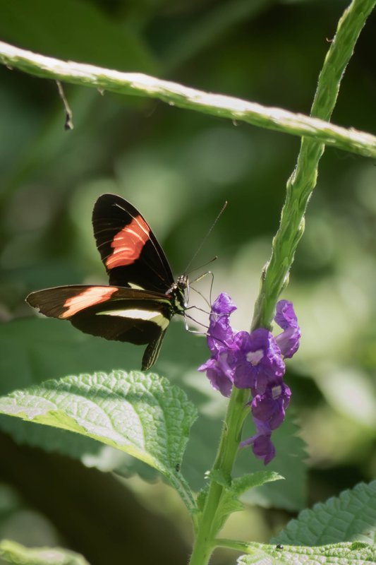 Red Postman Butterfly