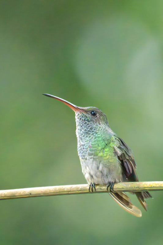 Rufous-Tailed Hummingbird