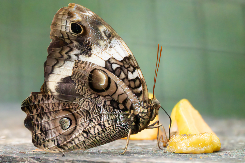 Split-Banded Owl Butterfly