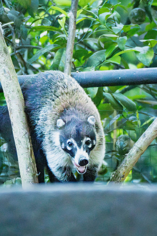 Coatimundi