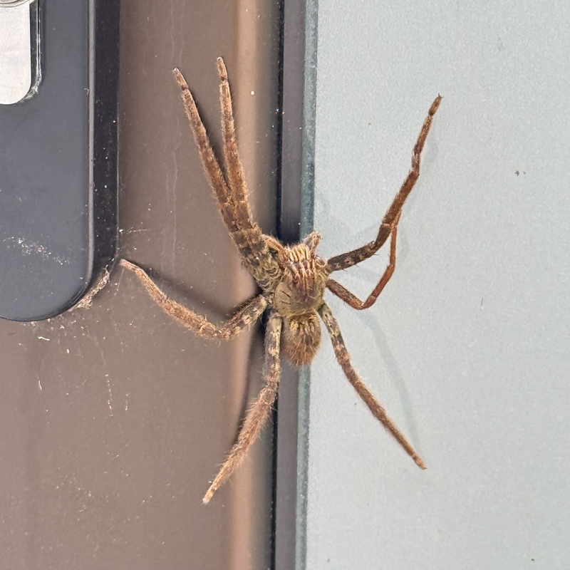 Giant Crab Spider