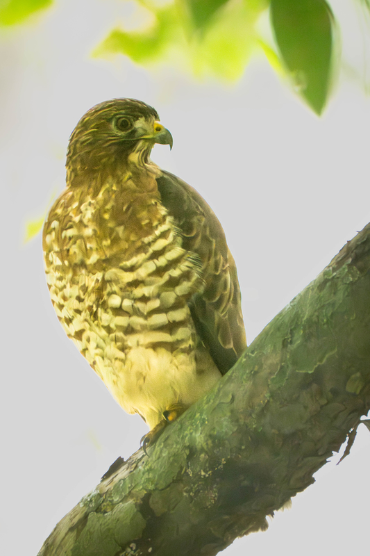 Hawk