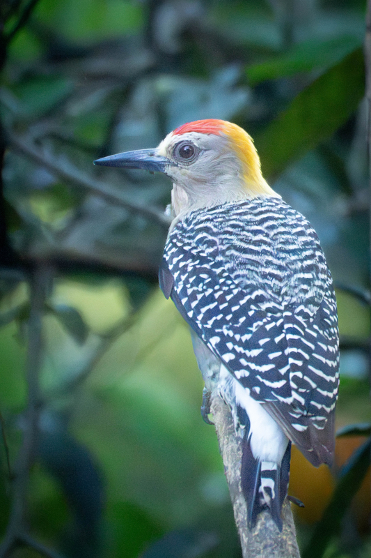 Hoffmann's Woodpecker