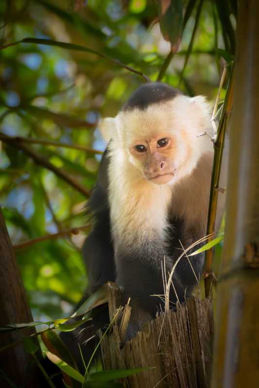 sophisticated Monkey