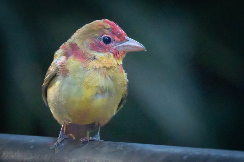 Summer Tanager